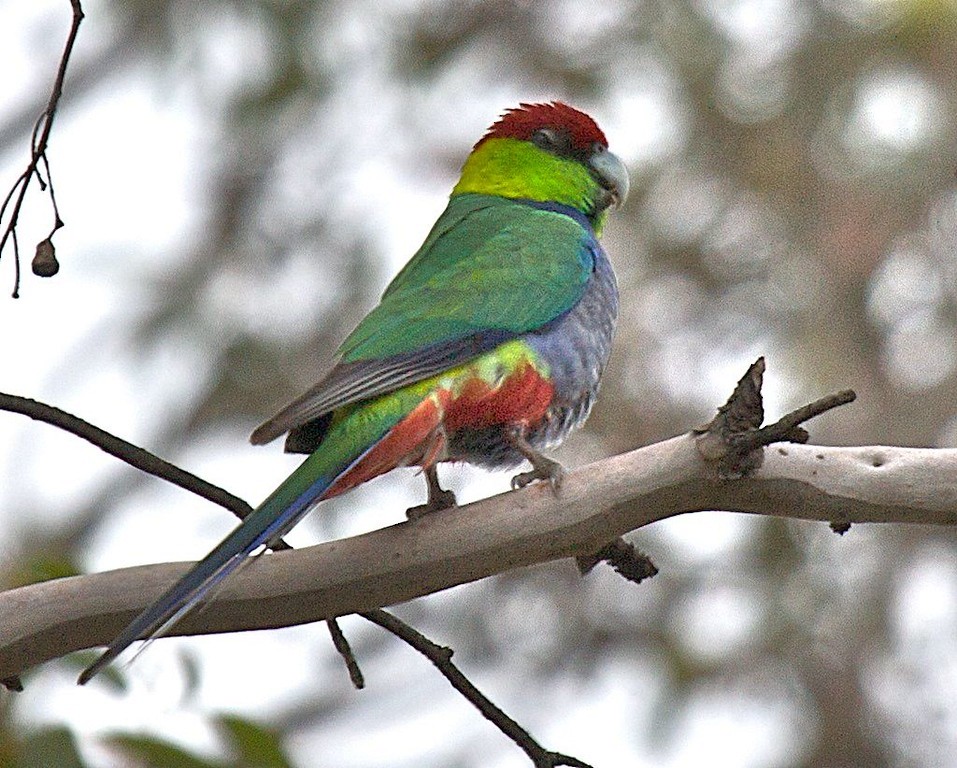 Red-capped Parrot - ML602933841