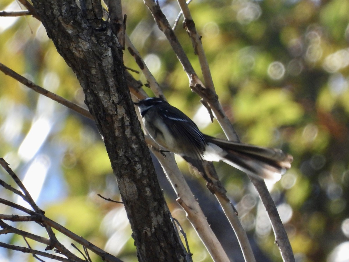 Gray Fantail - Cherri and Peter Gordon