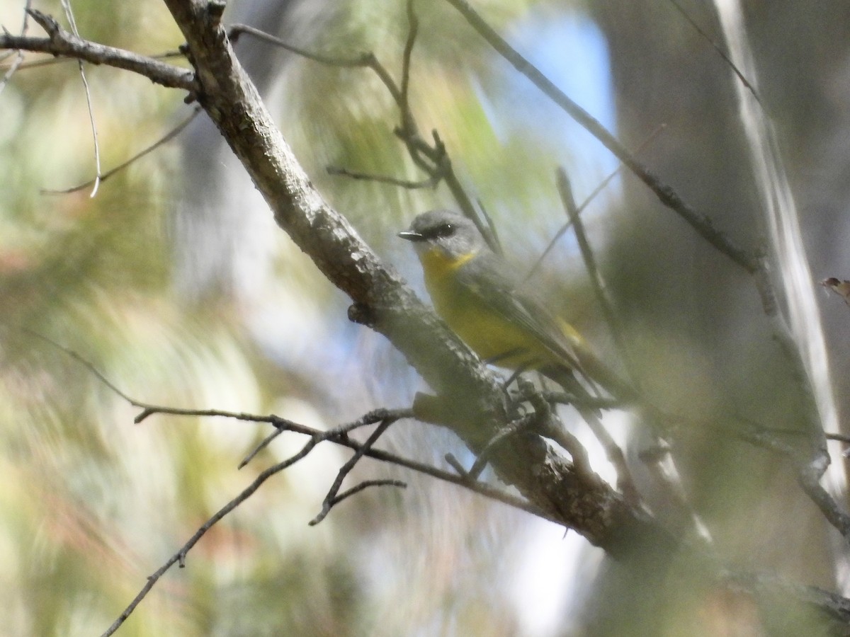 Eastern Yellow Robin - ML602933971