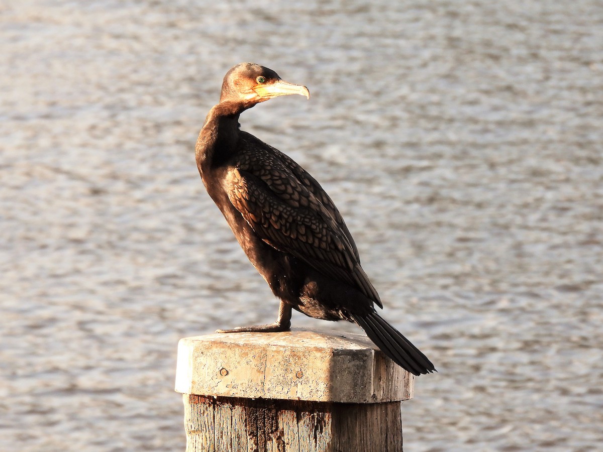 Great Cormorant - ML602934101
