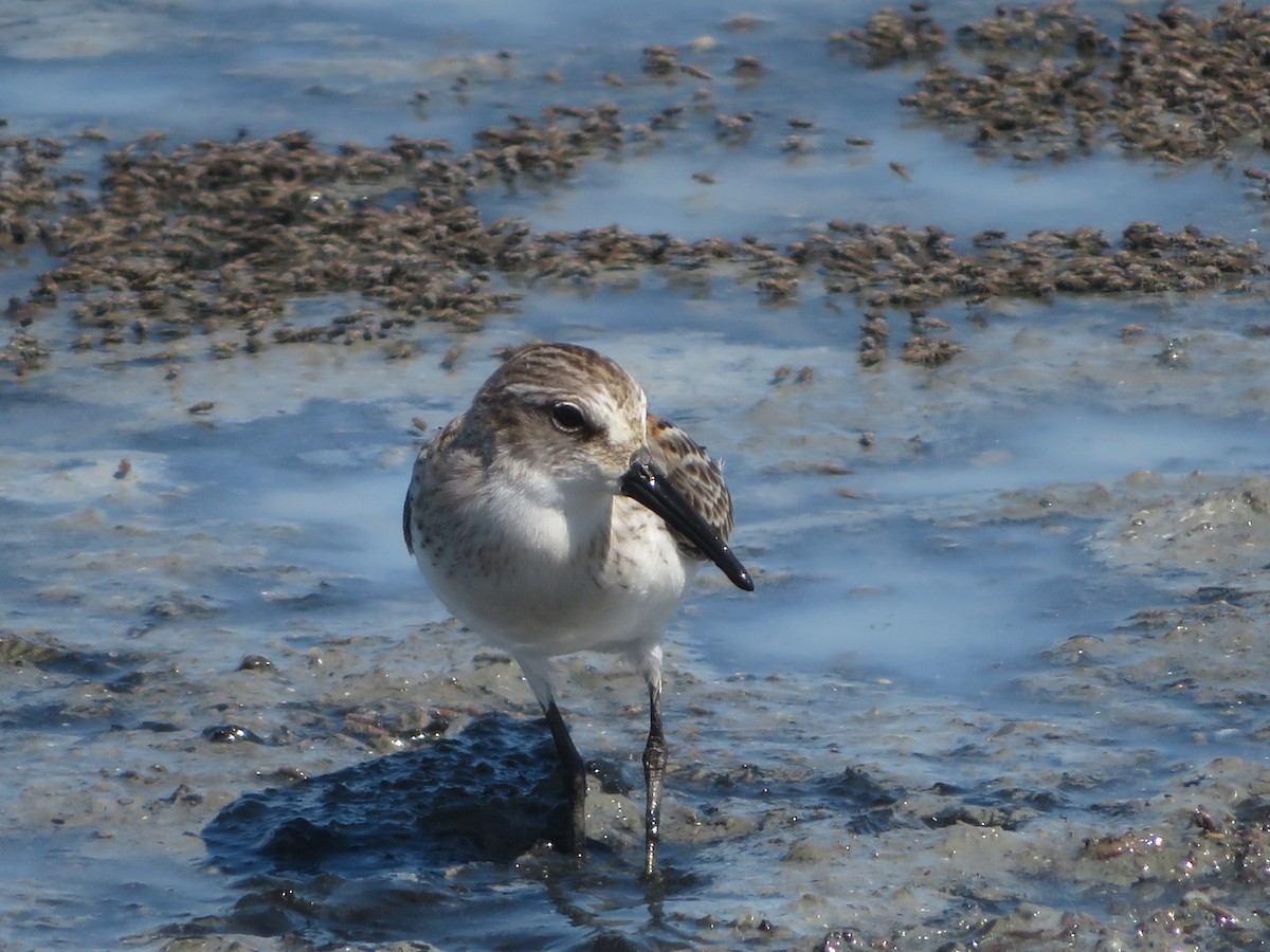 Western Sandpiper - ML602934231