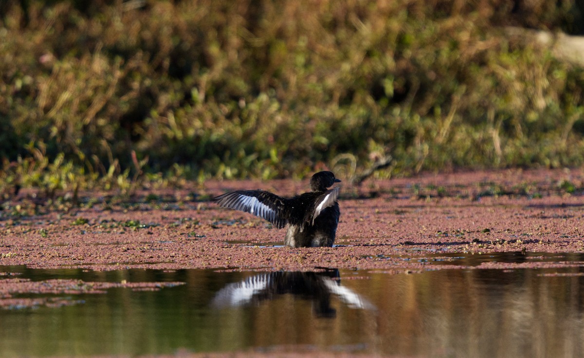 New Zealand Grebe - ML602934331