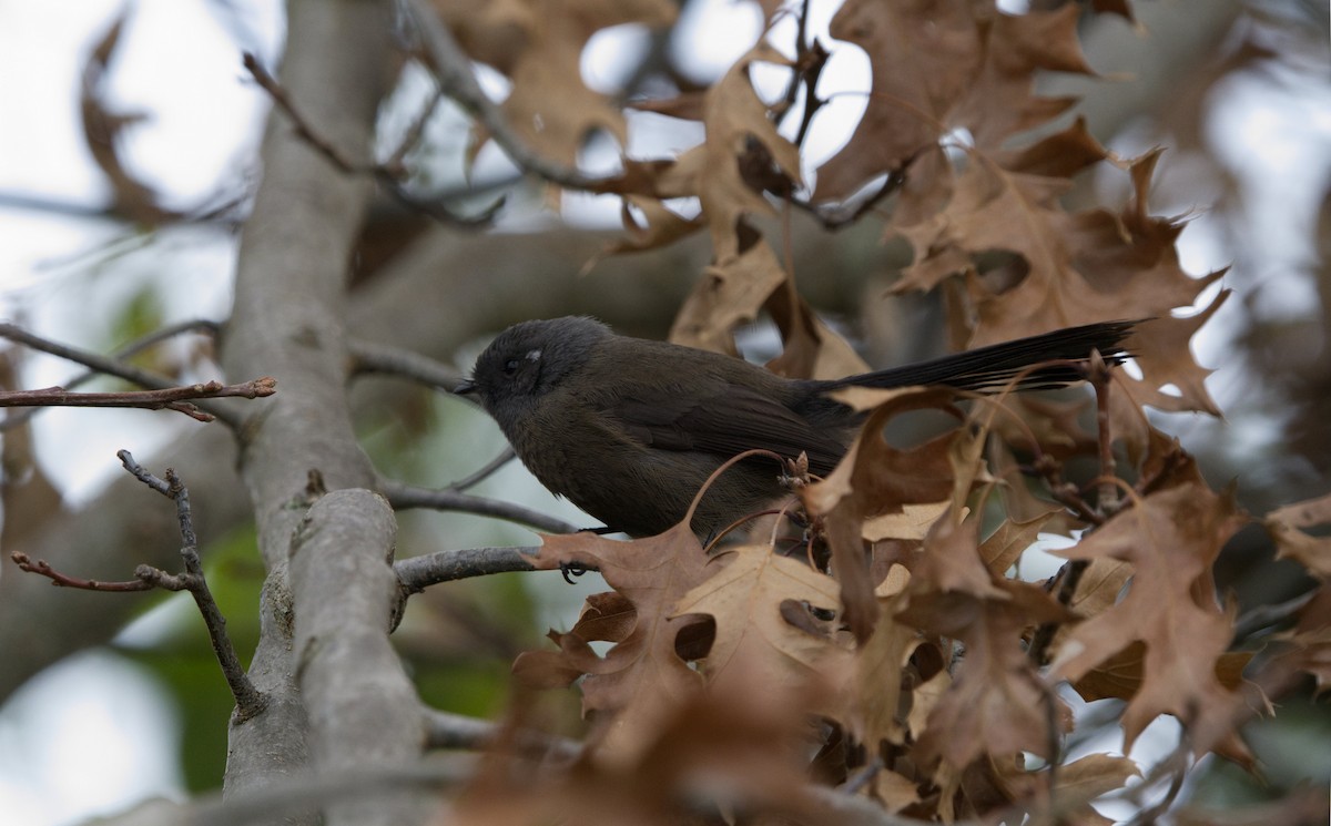 New Zealand Fantail - ML602934511