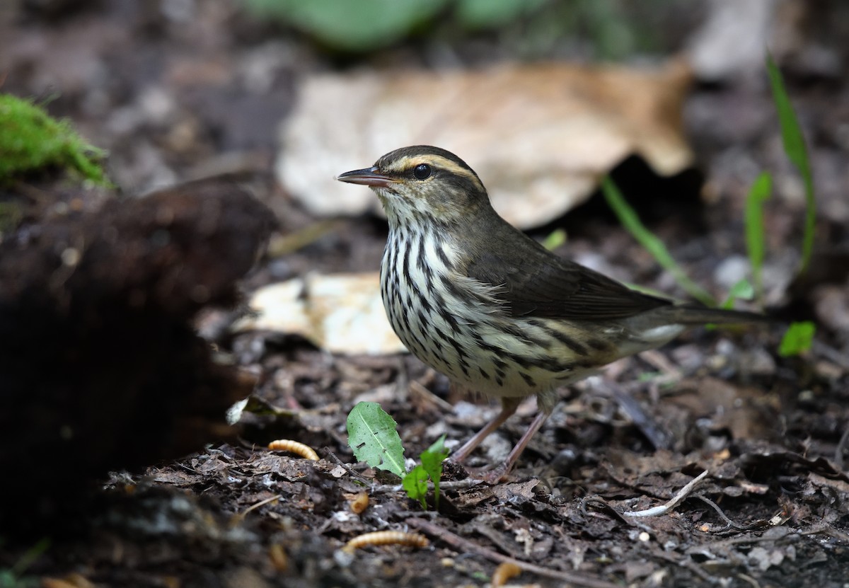 Northern Waterthrush - Timothy Piranian