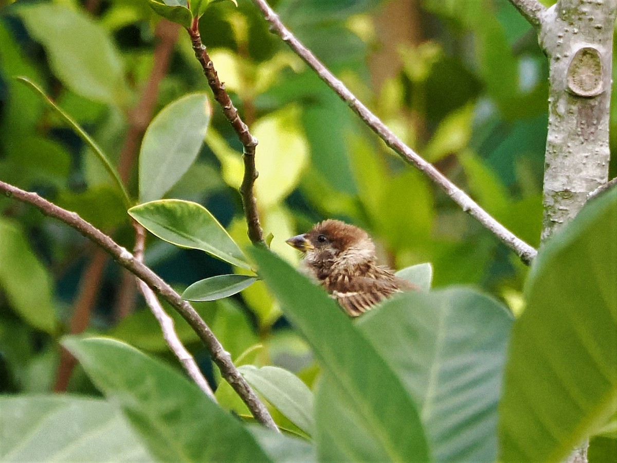Eurasian Tree Sparrow - Evelyn Lee