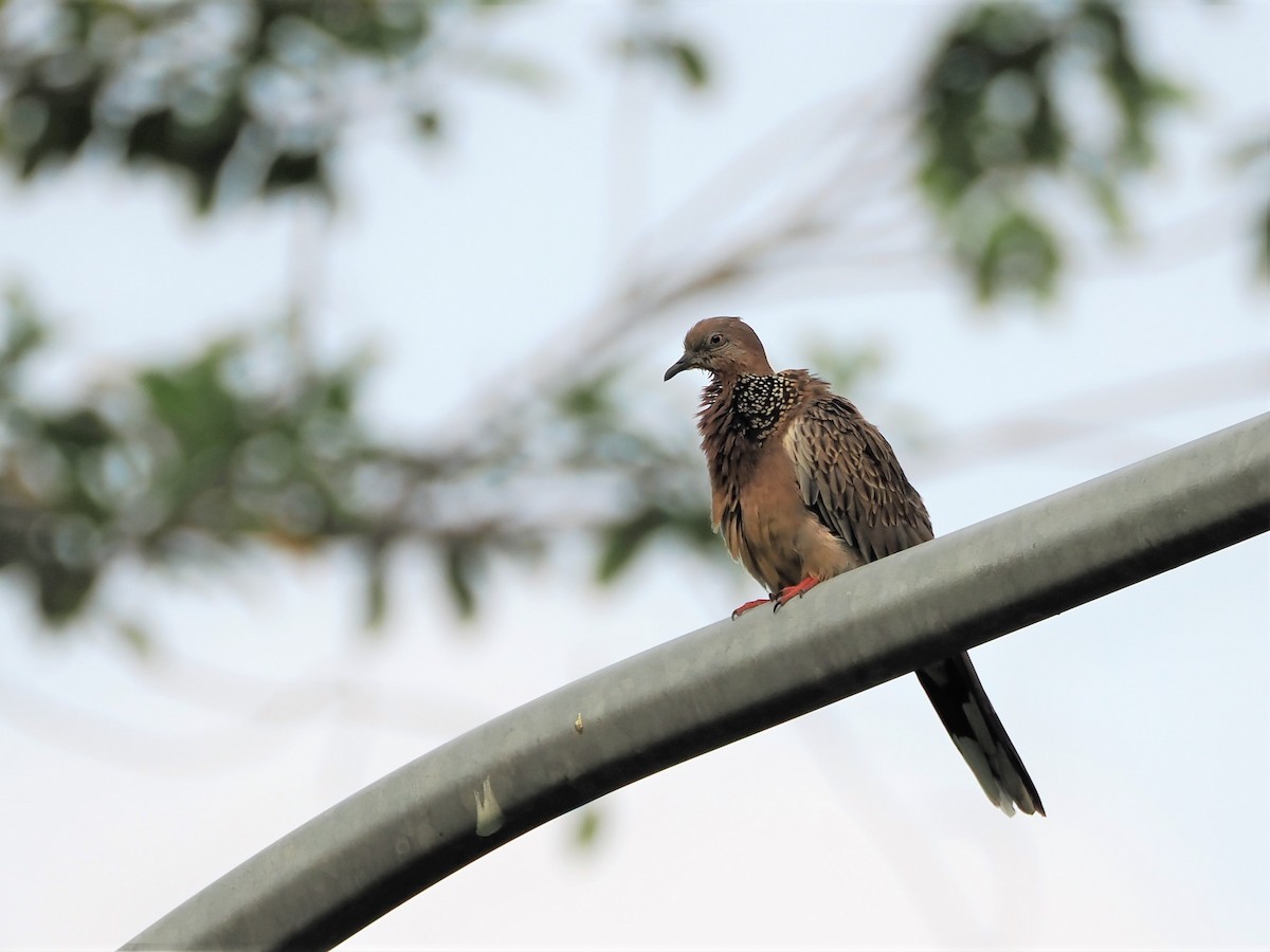 Spotted Dove - Evelyn Lee