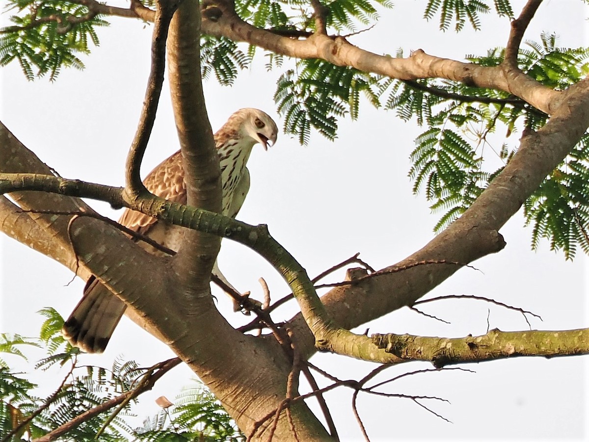 Changeable Hawk-Eagle - Evelyn Lee