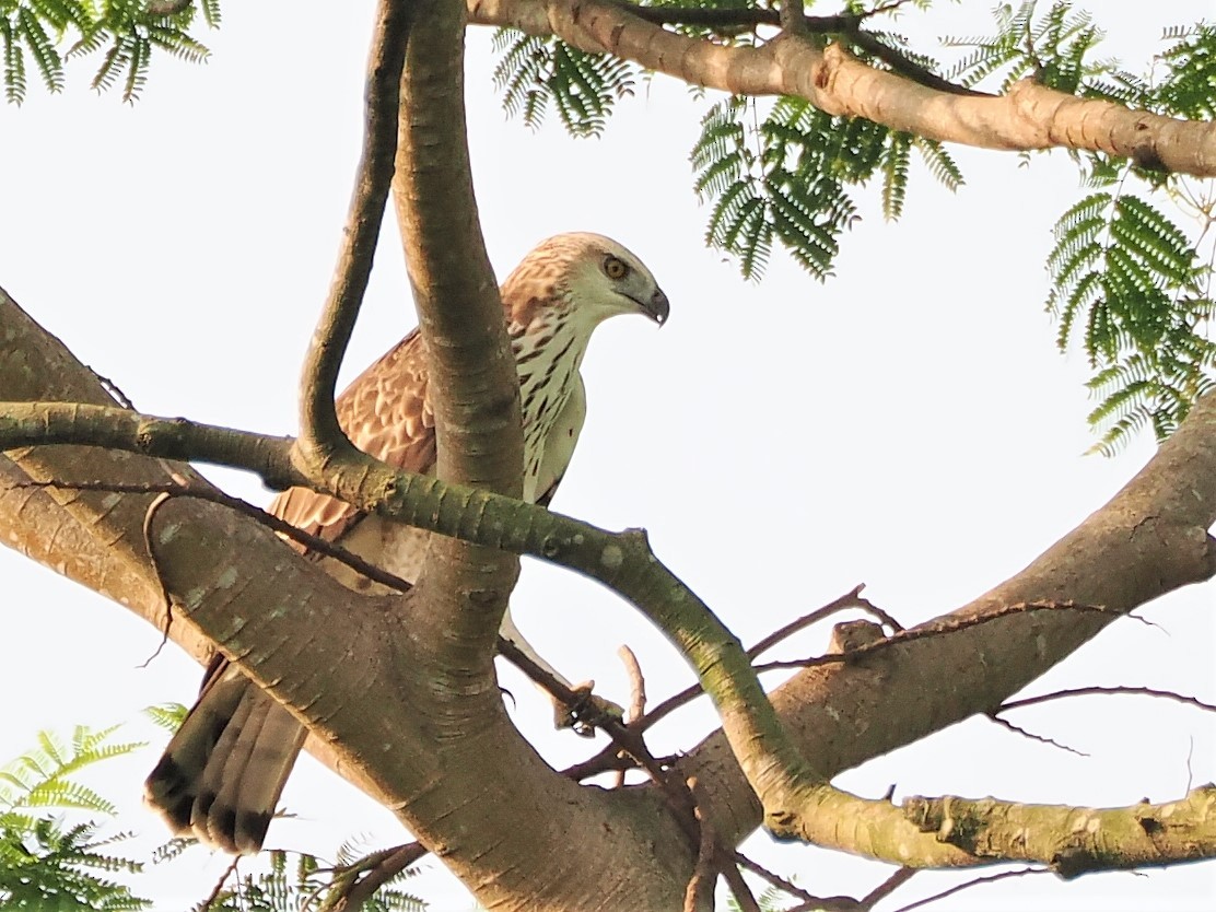 Changeable Hawk-Eagle - Evelyn Lee