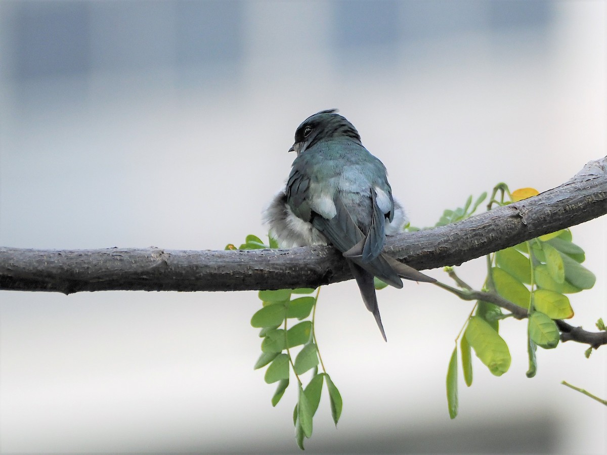 Gray-rumped Treeswift - Evelyn Lee