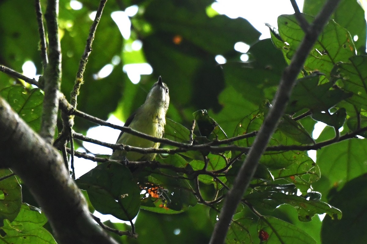 Fairy Gerygone - Trevor Ross