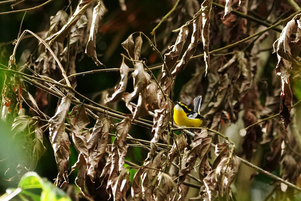 Monarca Piquiplano Pechiamarillo - ML602935031