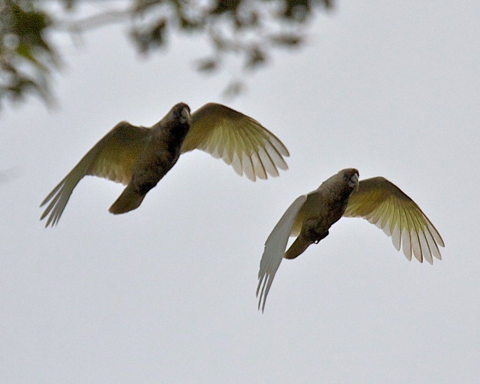 Western Corella - ML602935971