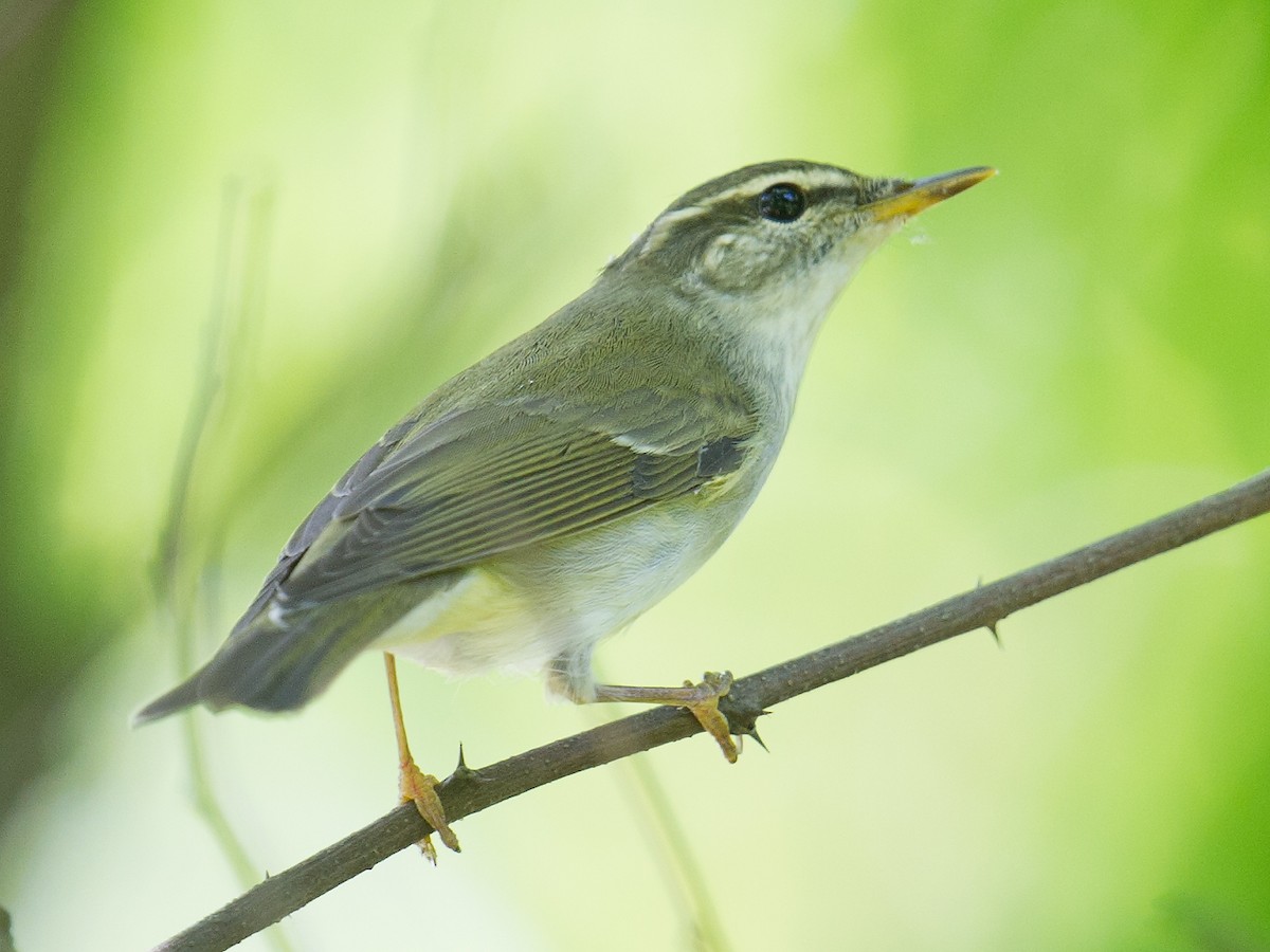 Kamchatka Leaf Warbler - ML60293631