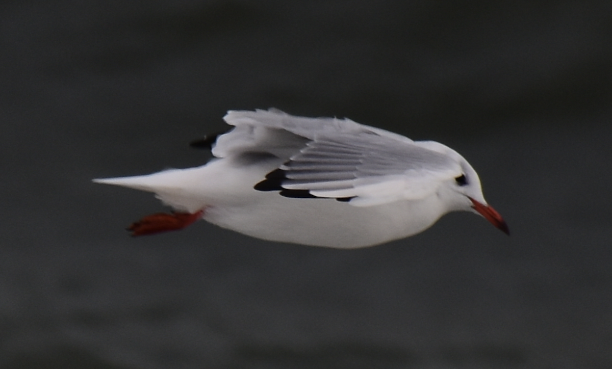 Black-headed Gull - ML602936361