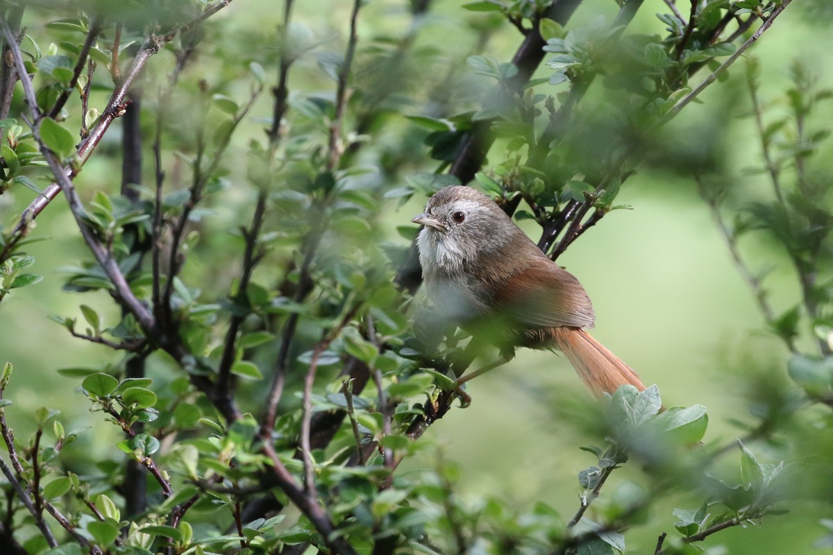 Rufous-tailed Babbler - Charley Hesse TROPICAL BIRDING
