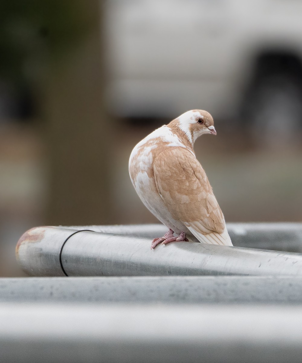 Rock Pigeon (Feral Pigeon) - ML602936731