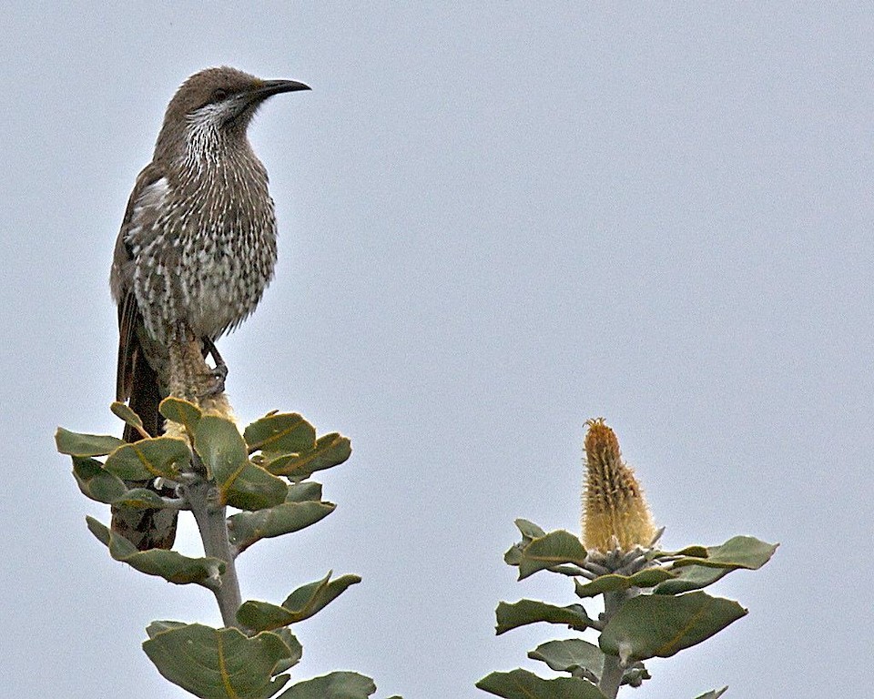 Western Wattlebird - Robert Tizard