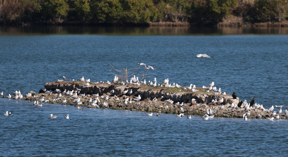 Gaviota Plateada - ML602939081