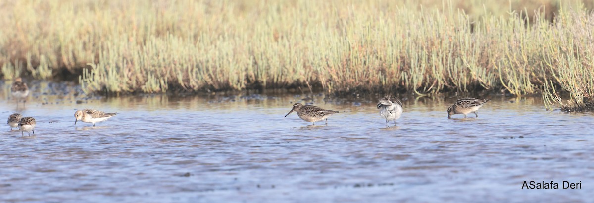 Broad-billed Sandpiper - Fanis Theofanopoulos (ASalafa Deri)