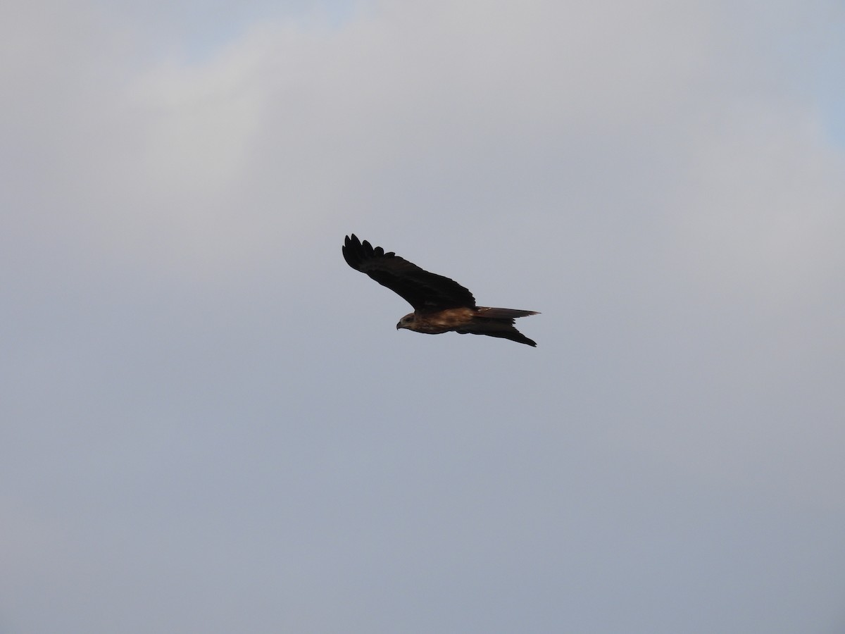 Black Kite - Ramesh Desai