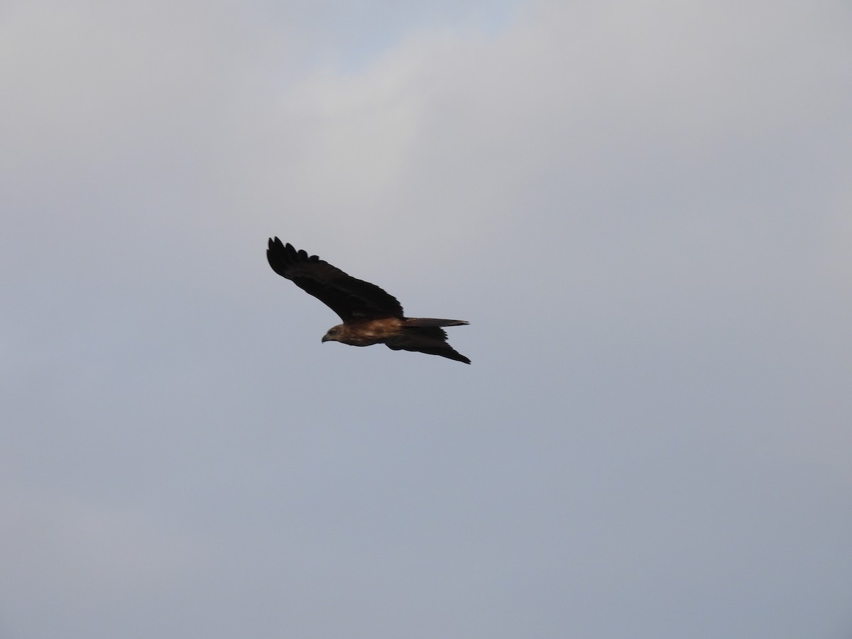 Black Kite - ML602941481