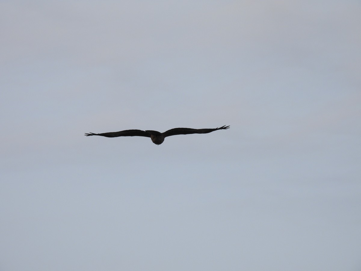 Black Kite - Ramesh Desai