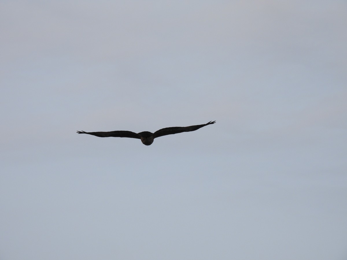 Black Kite - ML602941501