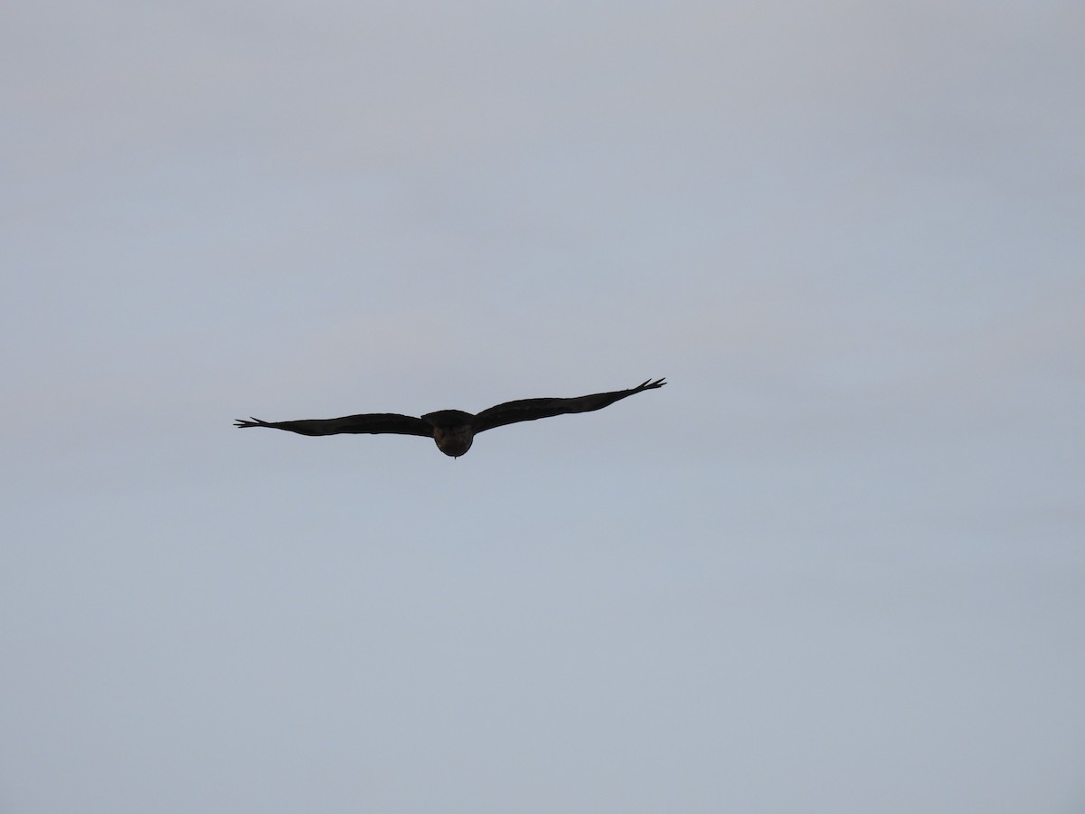 Black Kite - Ramesh Desai