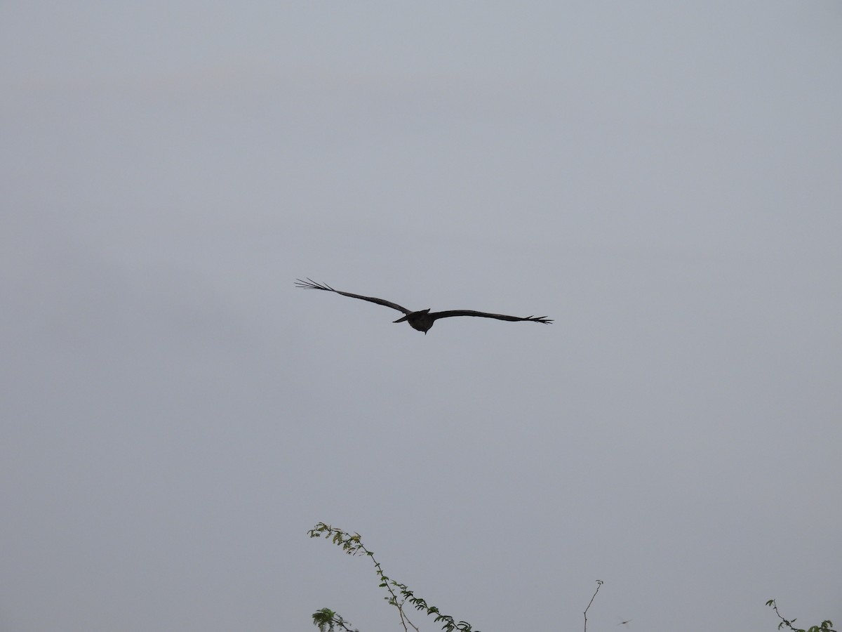 Black Kite - Ramesh Desai