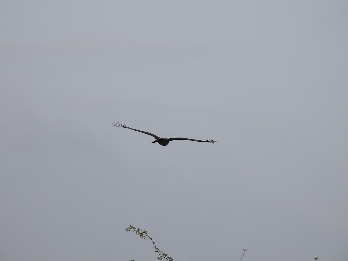 Black Kite - Ramesh Desai