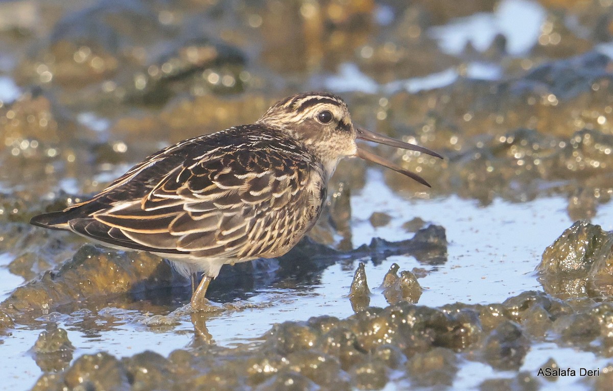 Broad-billed Sandpiper - Fanis Theofanopoulos (ASalafa Deri)