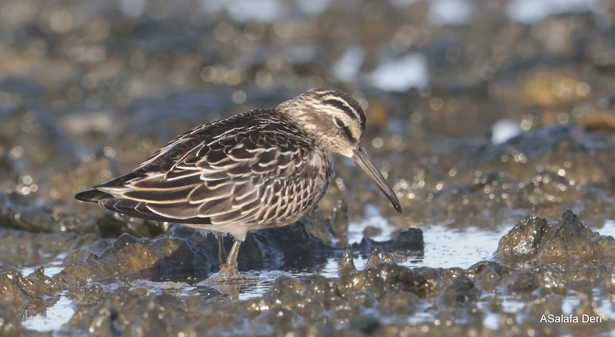 Broad-billed Sandpiper - ML602941941