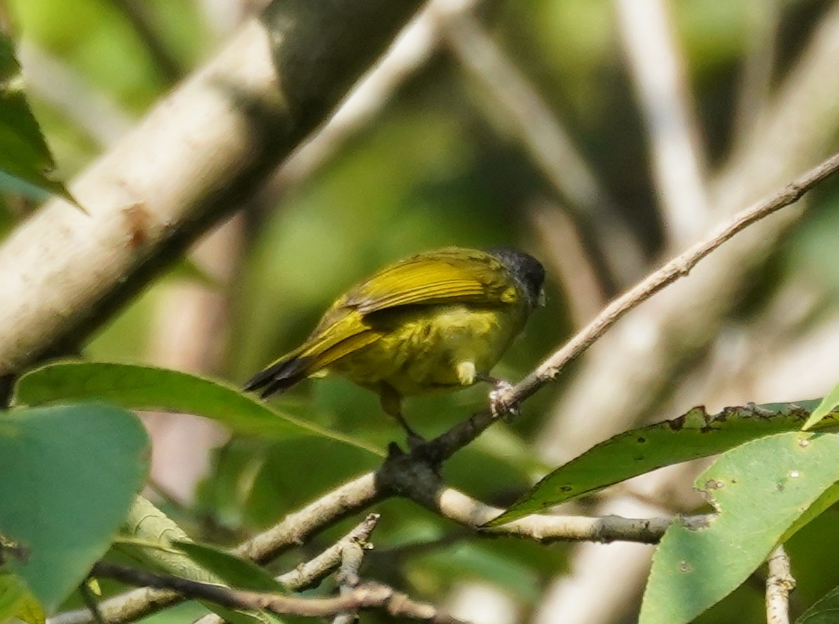 Collared Finchbill - Kevin Gong