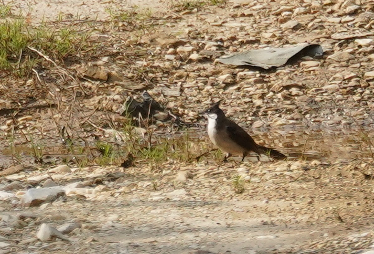 Red-whiskered Bulbul - ML602943431