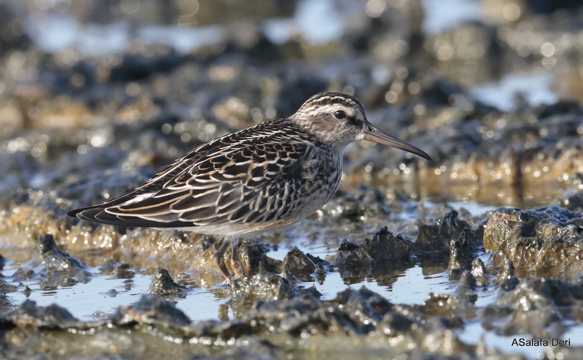 Broad-billed Sandpiper - ML602943471