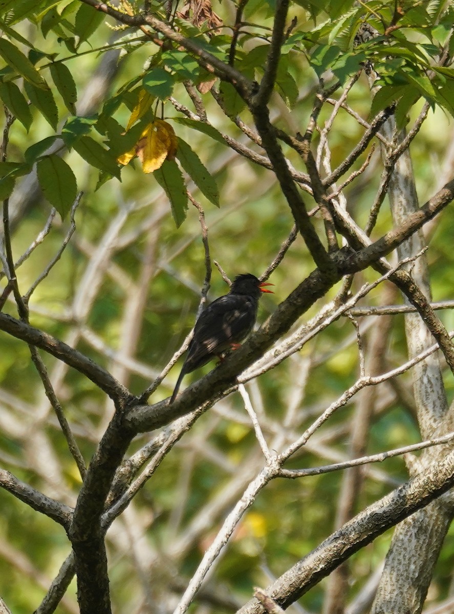 Black Bulbul - Kevin Gong