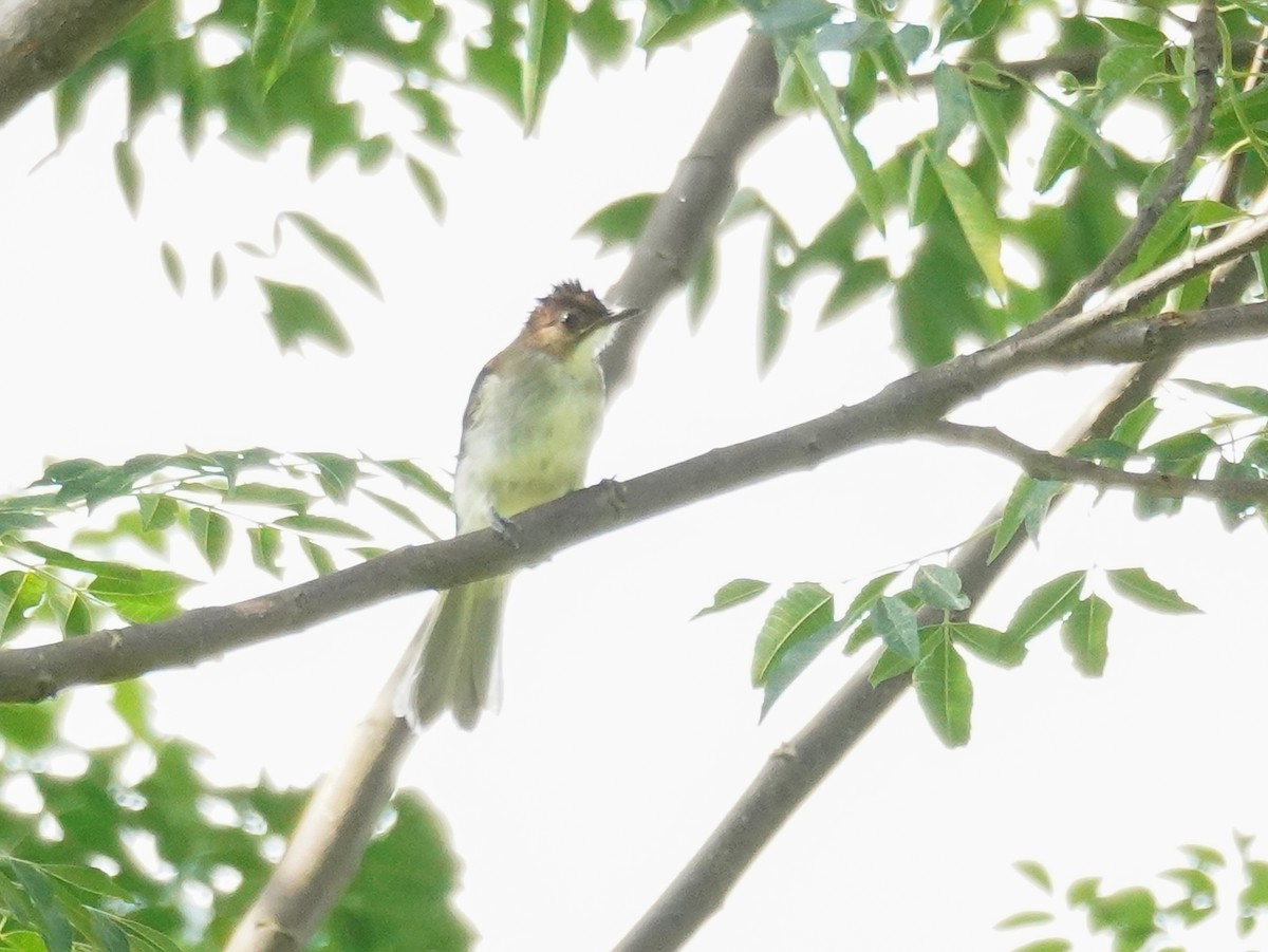 Chestnut Bulbul - Kevin Gong