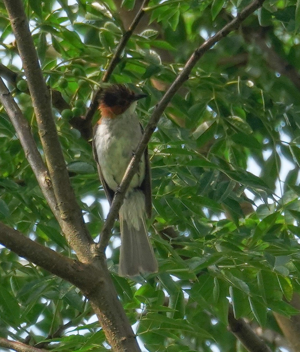 Chestnut Bulbul - ML602943691