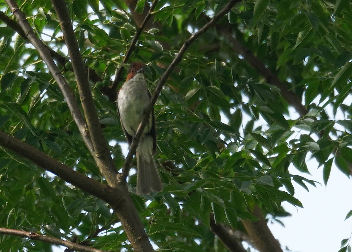 Chestnut Bulbul - ML602943701