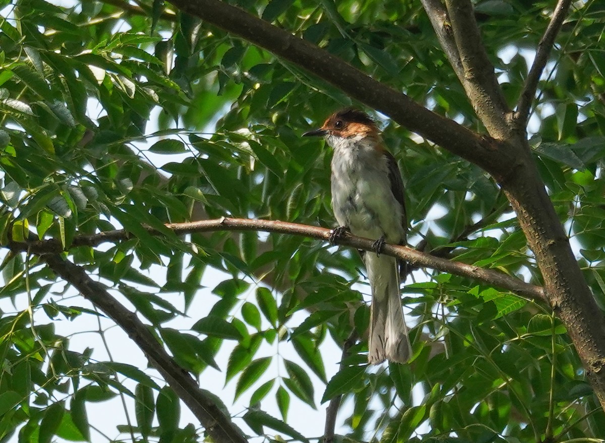 Chestnut Bulbul - ML602943711