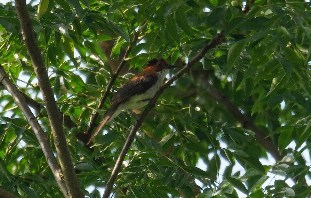 Chestnut Bulbul - ML602943721