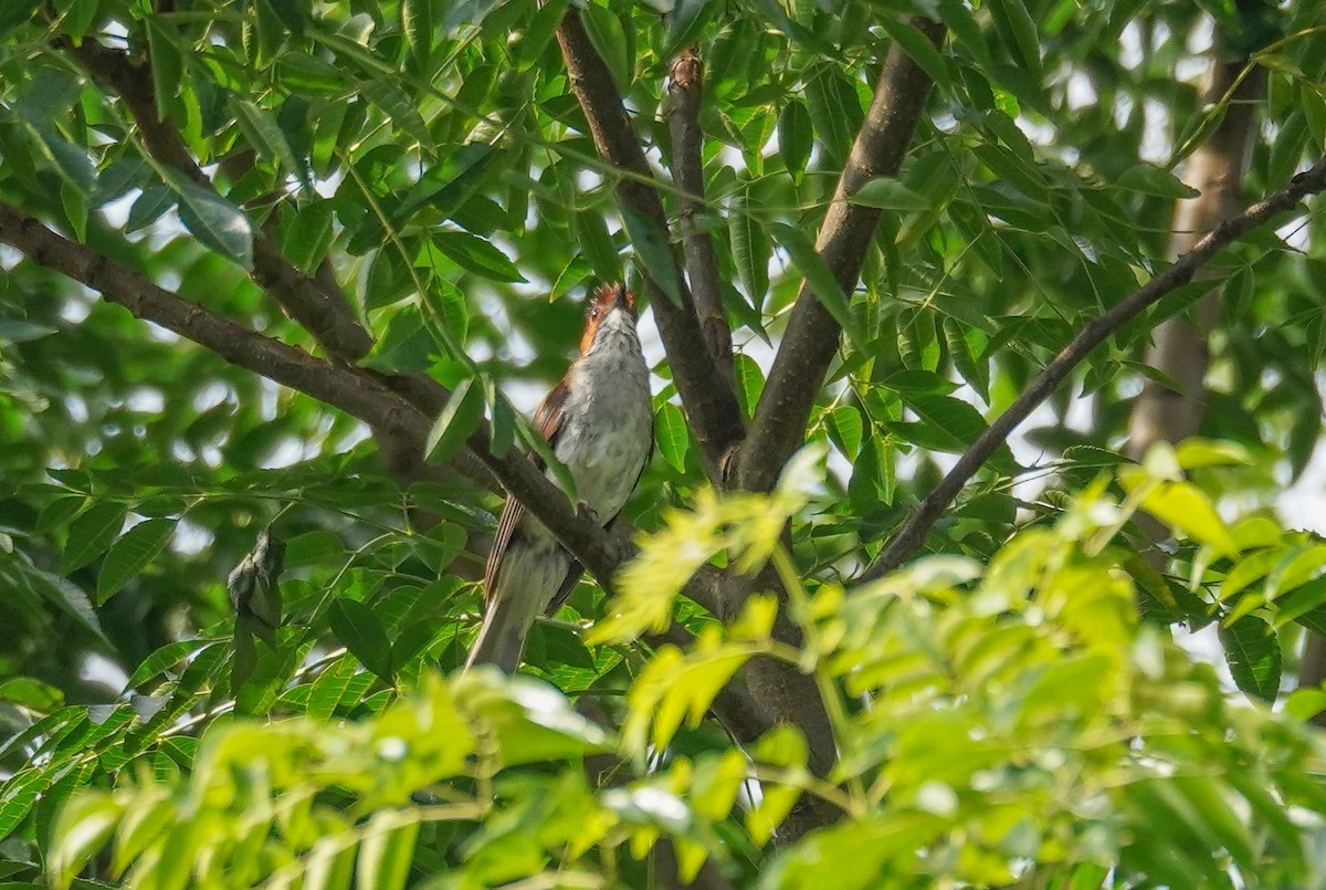 Chestnut Bulbul - Kevin Gong