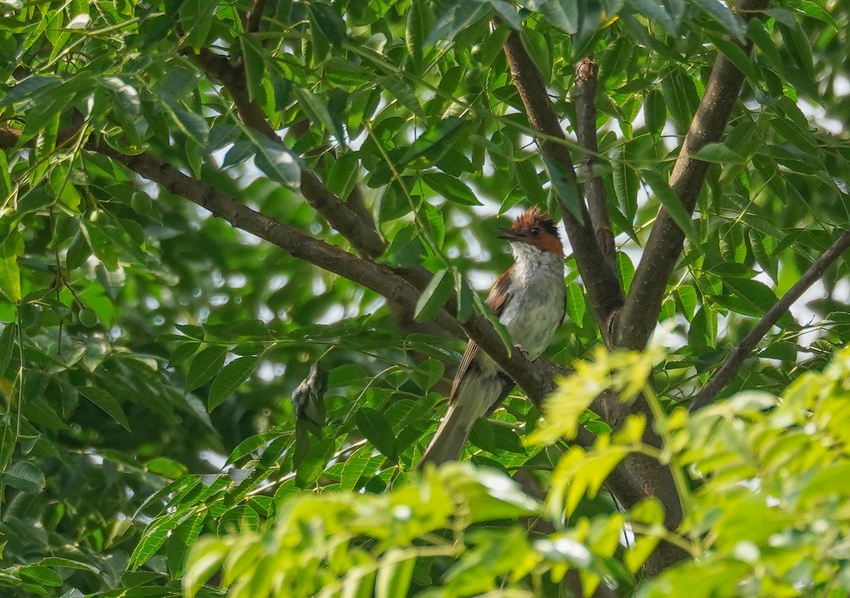 Chestnut Bulbul - ML602943791