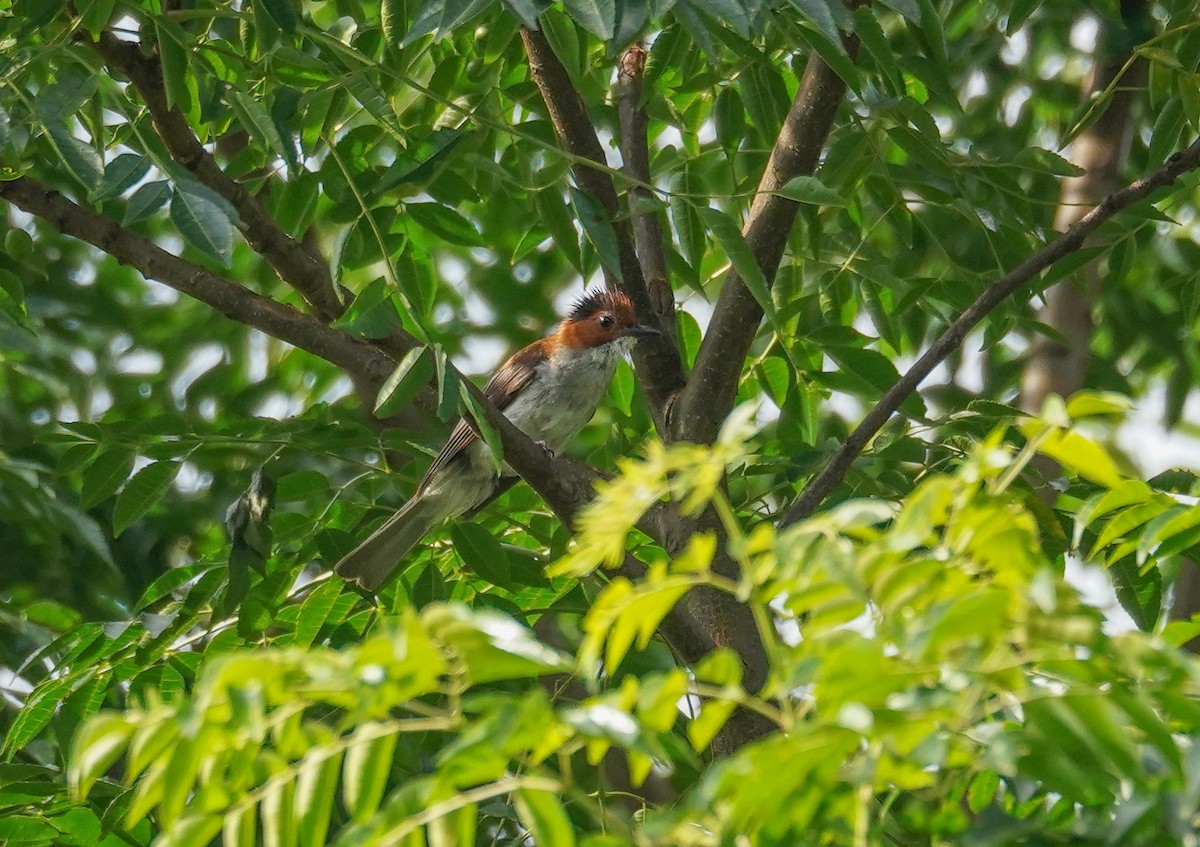 Chestnut Bulbul - Kevin Gong