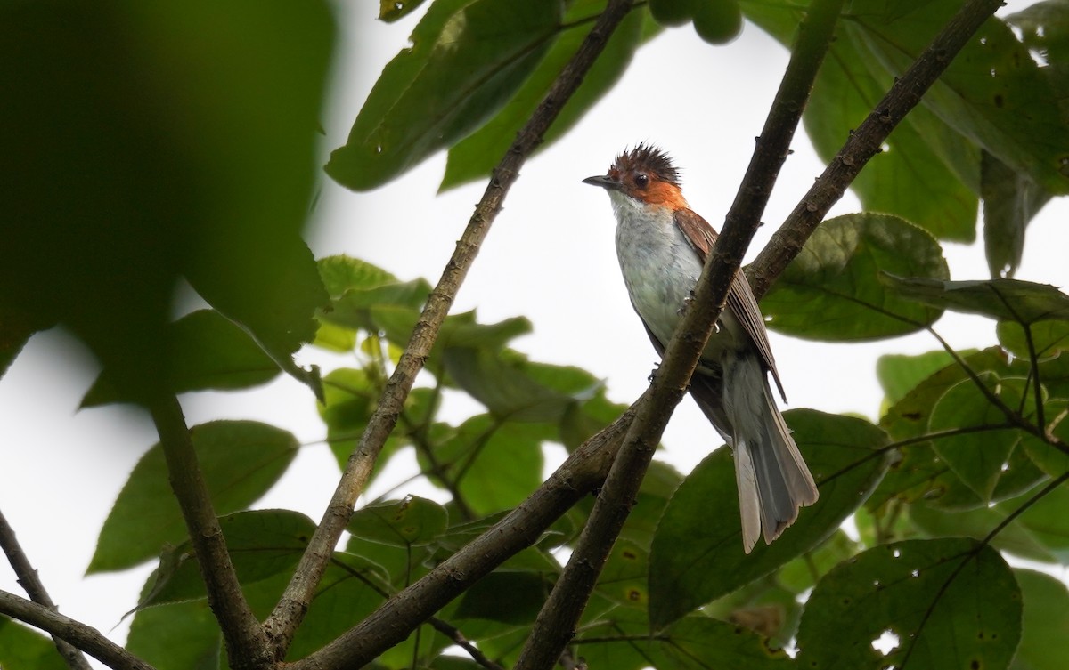 Chestnut Bulbul - ML602943811