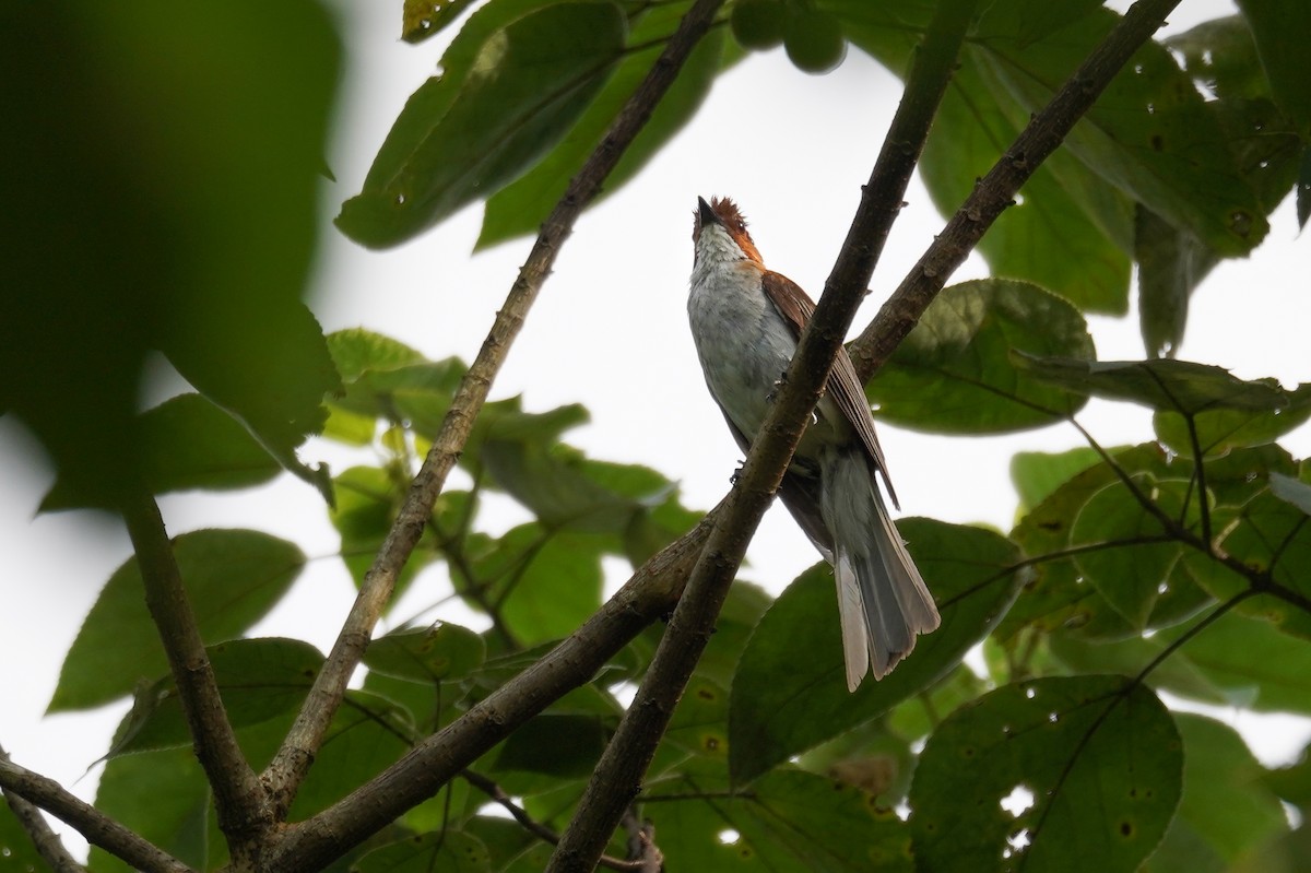 Chestnut Bulbul - Kevin Gong