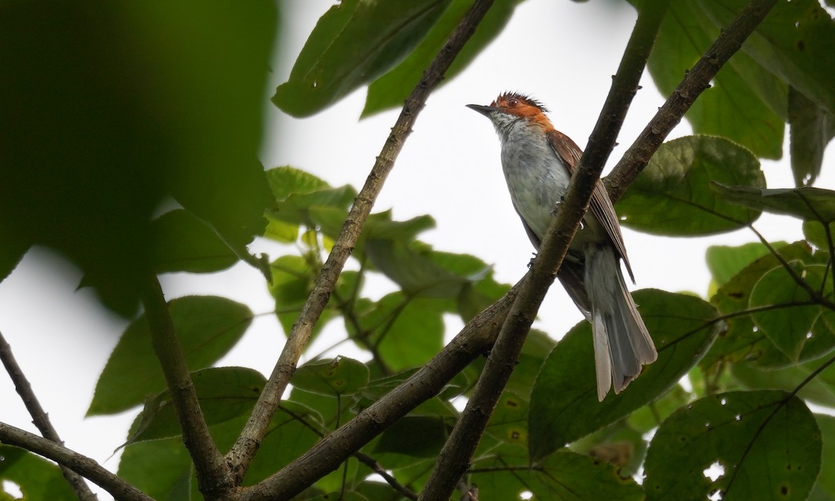 Chestnut Bulbul - ML602943831