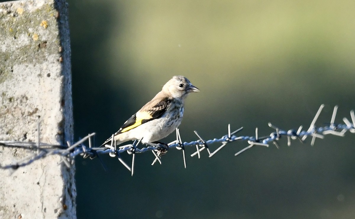 European Goldfinch - ML602943941