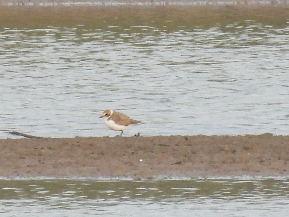 Kentish Plover - Ramesh Desai