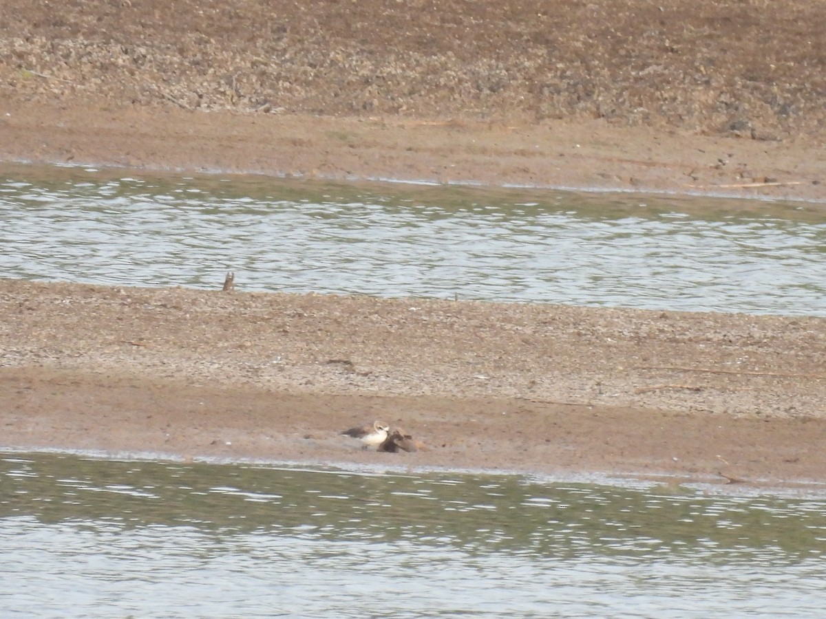 Kentish Plover - Ramesh Desai